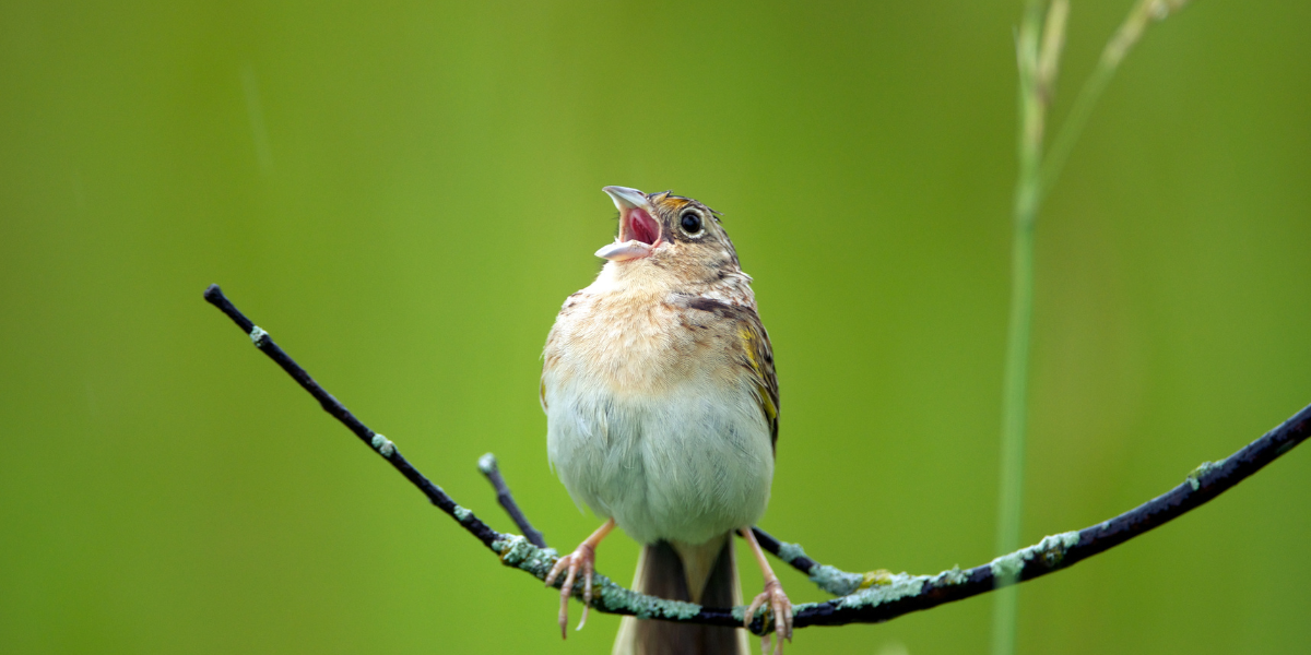 Grasshopper sparrow (Ammodramus savannarum) 
