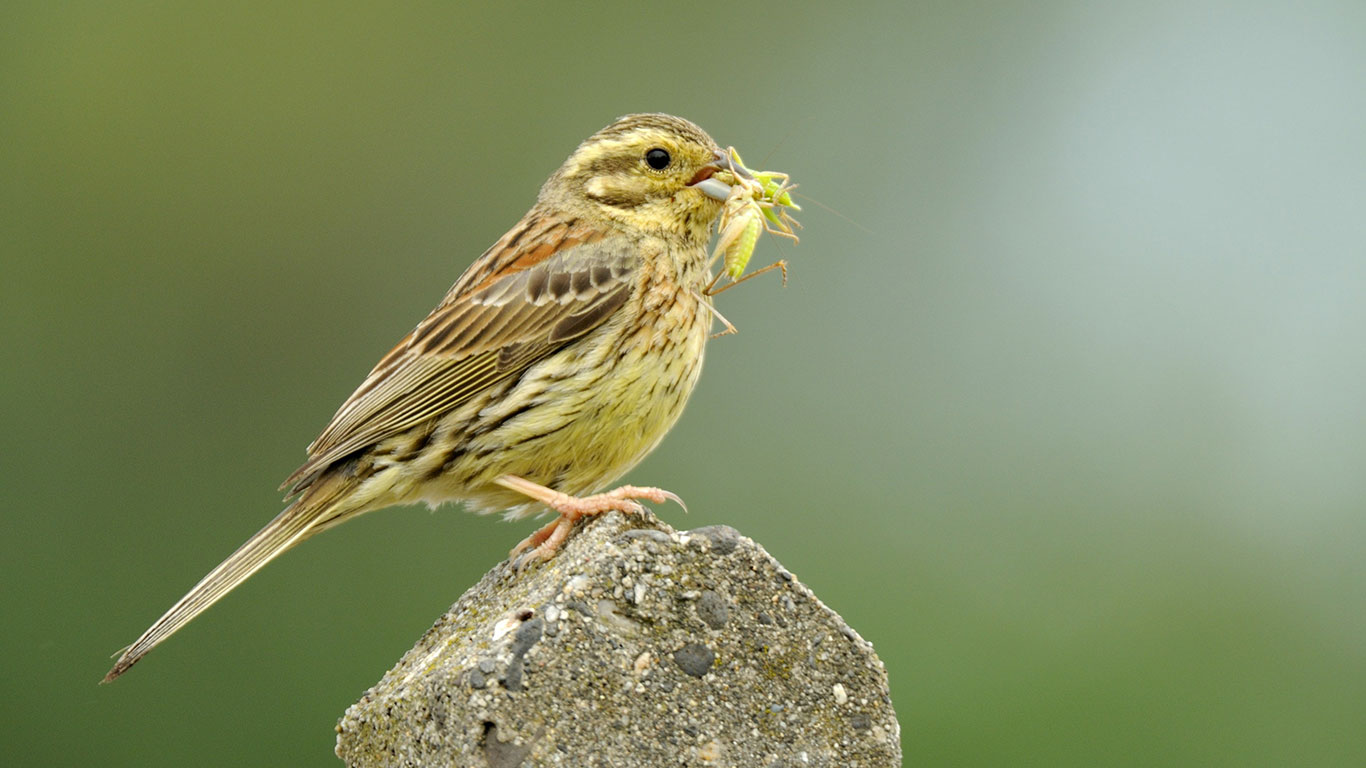 NC Native Species Need Our Help Now