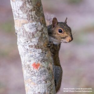 Gray squirrel climbing tree