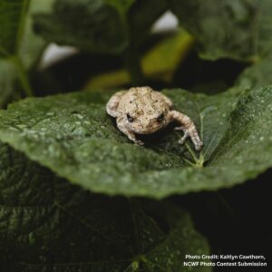 Gray treefrog