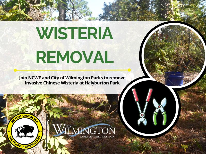 halyburtonwisteria0426