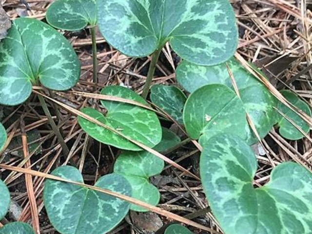 Heart-leaf ginger, Asarum virginicum