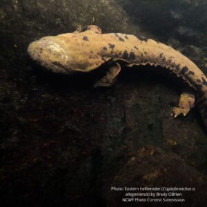 An underwater photo of the eastern hellbender, one of the largest salamanders in the United States and a member of the North Carolina mountains community