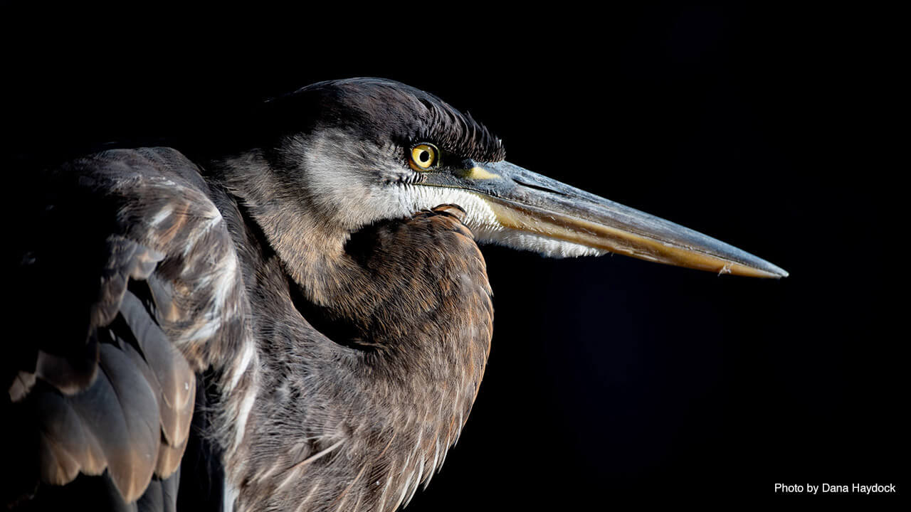 Restoration of Heron Island Lake Norman