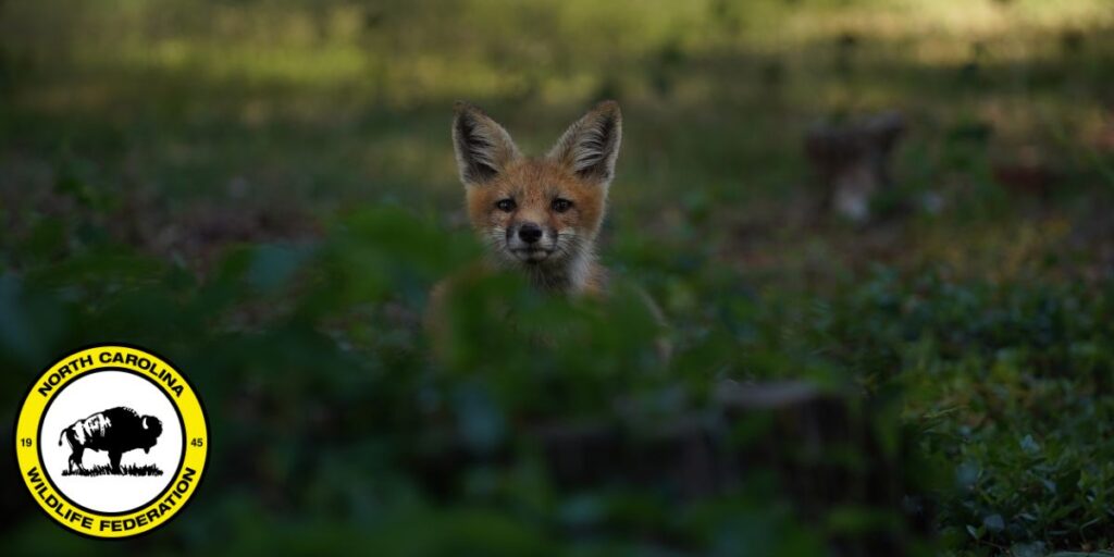 Red fox (Vulpes vulpes) by Michael Burkhard, NCWF Photo Contest Submission