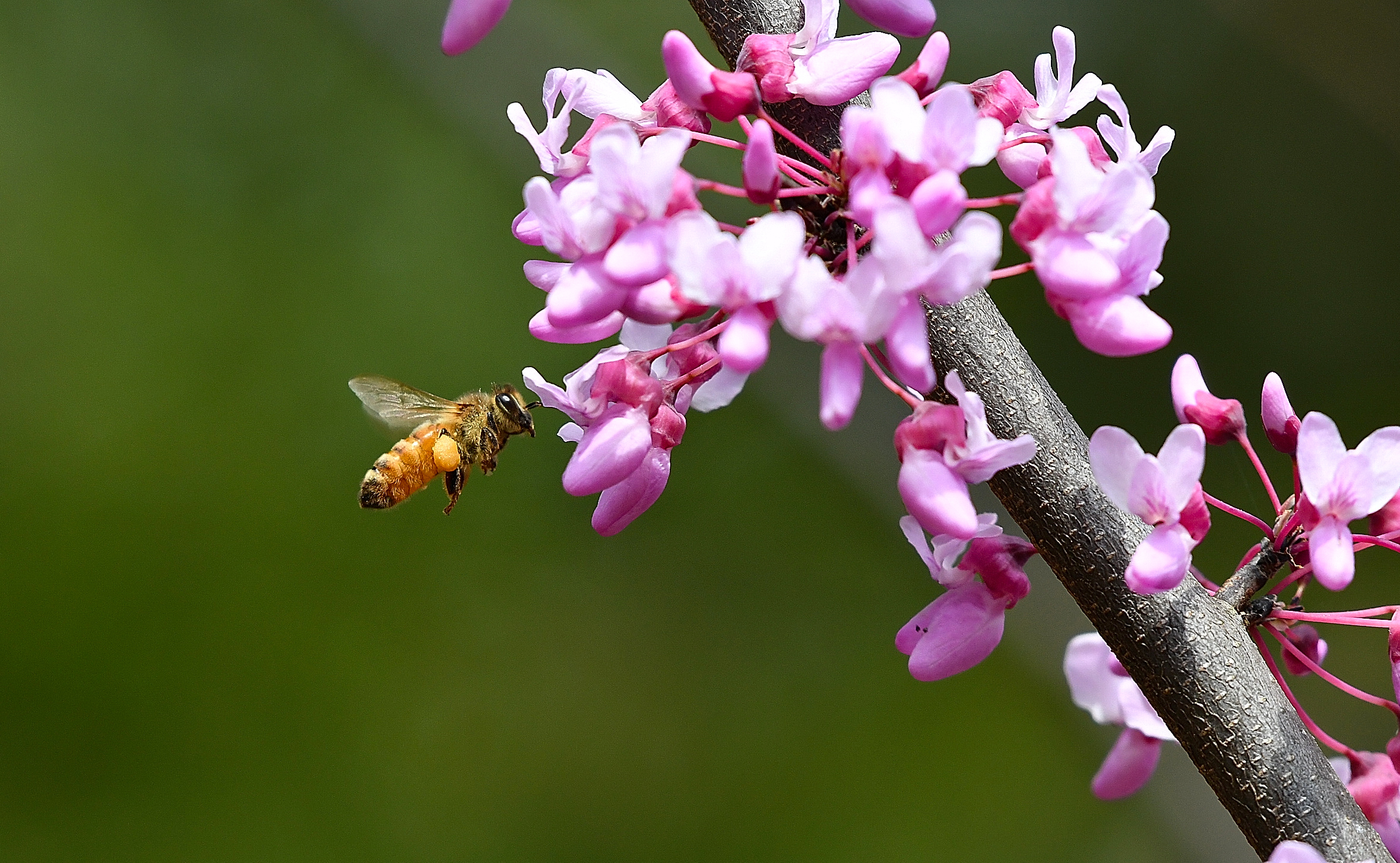 a honeybee on Eastern redbud flowers