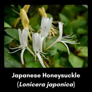 Invasive species - japanese honeysuckle