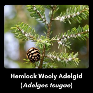 Invasive species - hemlock wooly adelgid