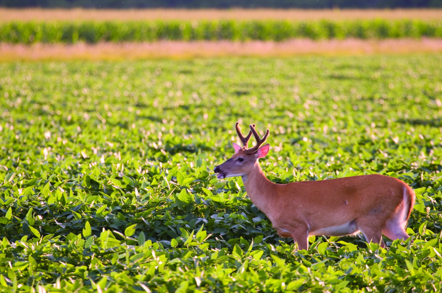 Whitetailed Deer A North Carolina Conservation Success Story North