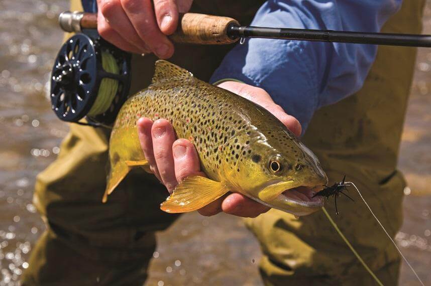 Fisherman with Fishing Hook and Brown Trout Stock Photo - Image of