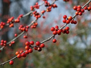 North Carolina Native Pollinator Trees - North Carolina Wildlife Federation