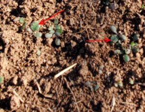 an image of cool season weeds in NCWF's Butterfly Highway seed trials