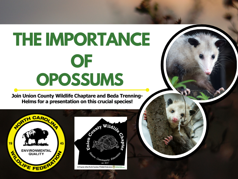 importance-of-opossums