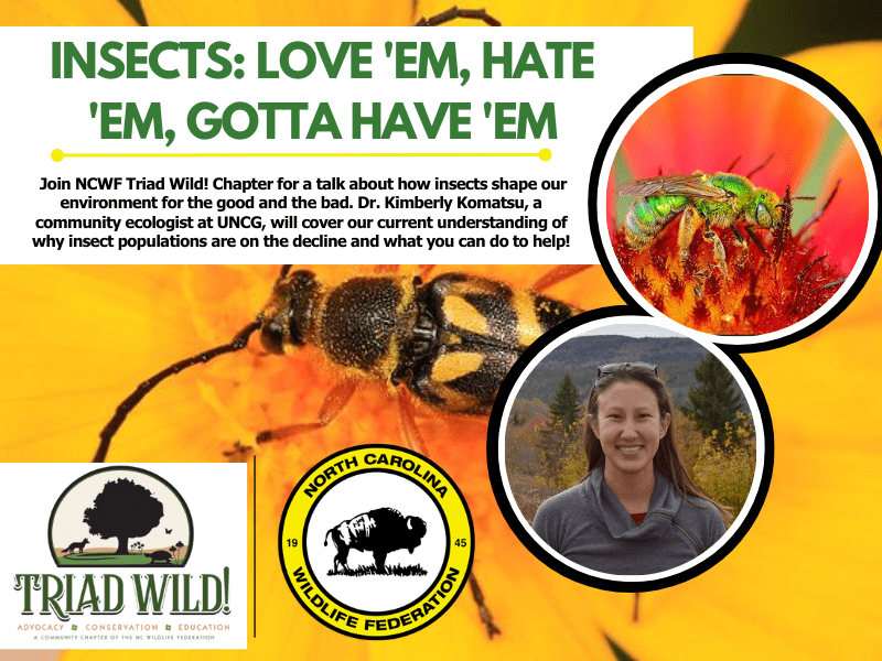 insects insects