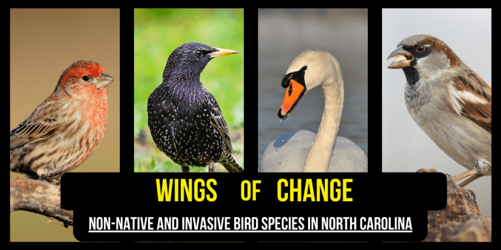 invasive birds
