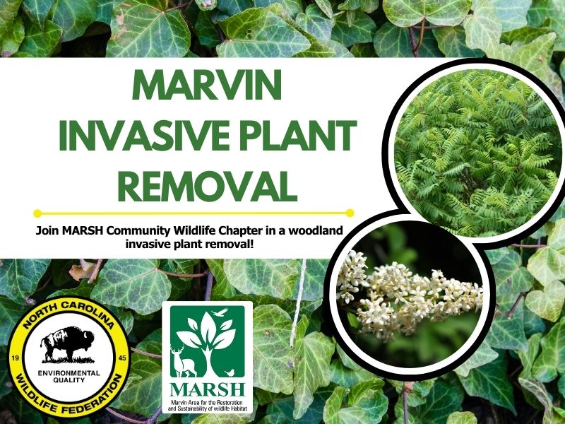 invasive plant removal
