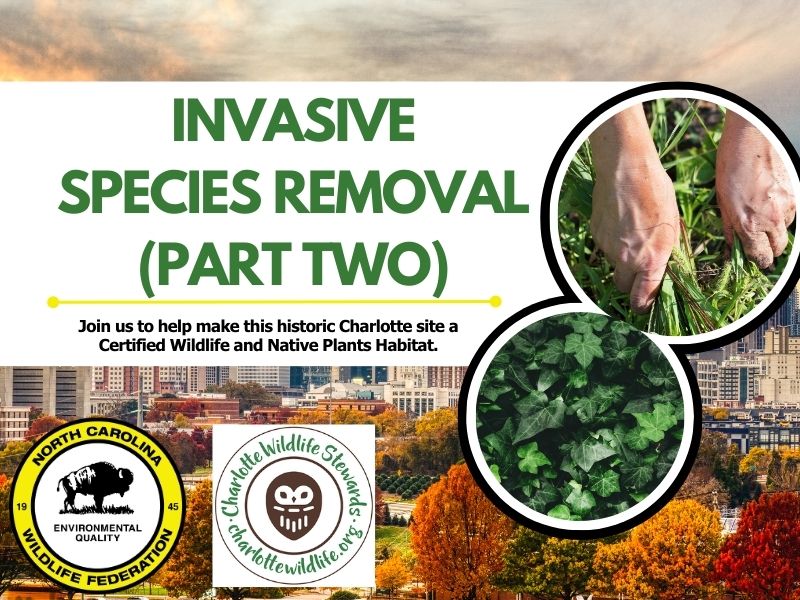 invasive-species-removal