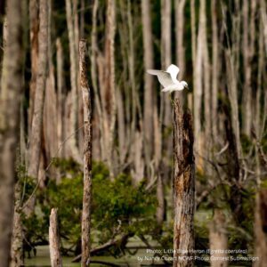 An image of a little blue heron landing on a tree in a swamp on the NC Coastal Plain.