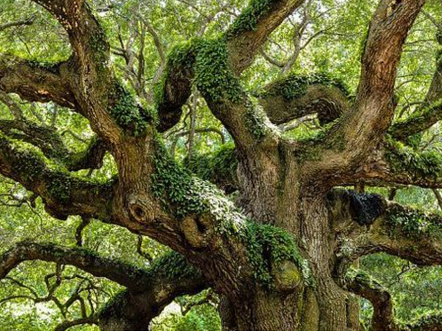 Live oaks, Quercus virginiana