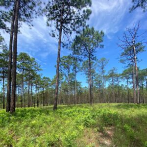 A photo of a longleaf pine savanna, a critical element of the Sandhills region.