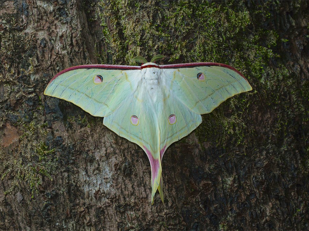 1-2 p.m. June 22 (online): Join John Gerwin, Research Curator (Ornithology) and Educator (Nature-ology) with the NC Museum of Natural Sciences, as he discusses butterflies and moths in North Carolina. Learn more and register.