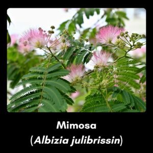 Invasive species - mimosa