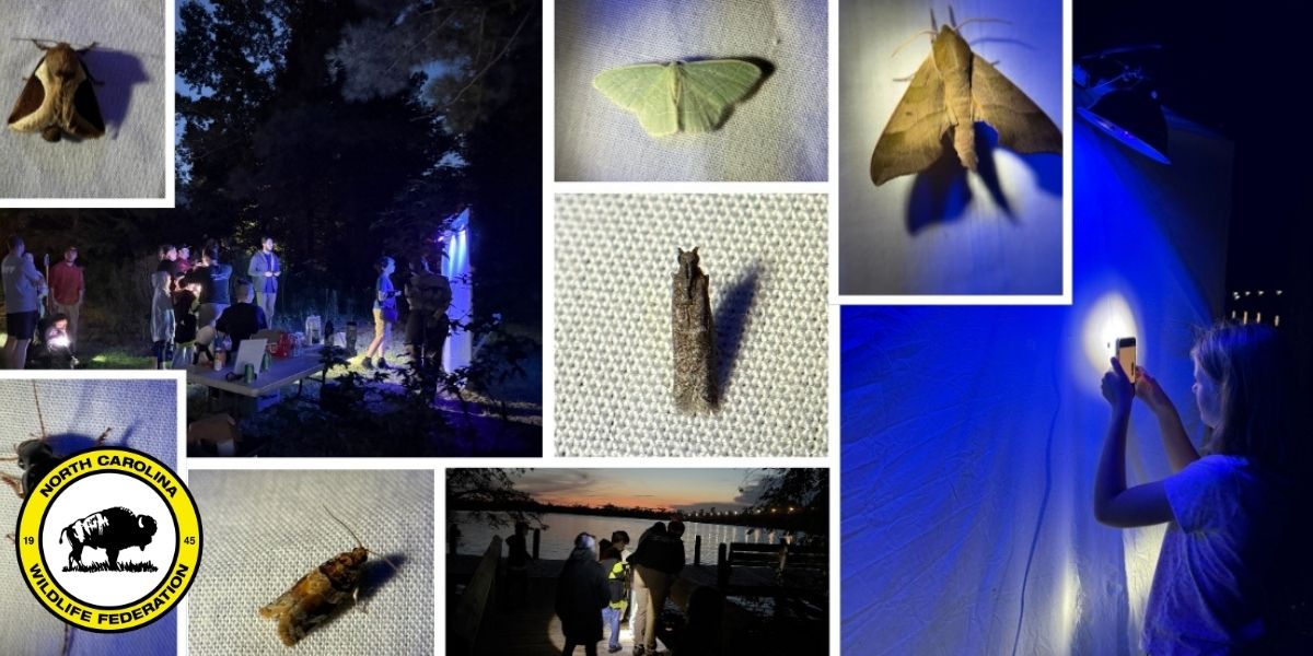 moth night