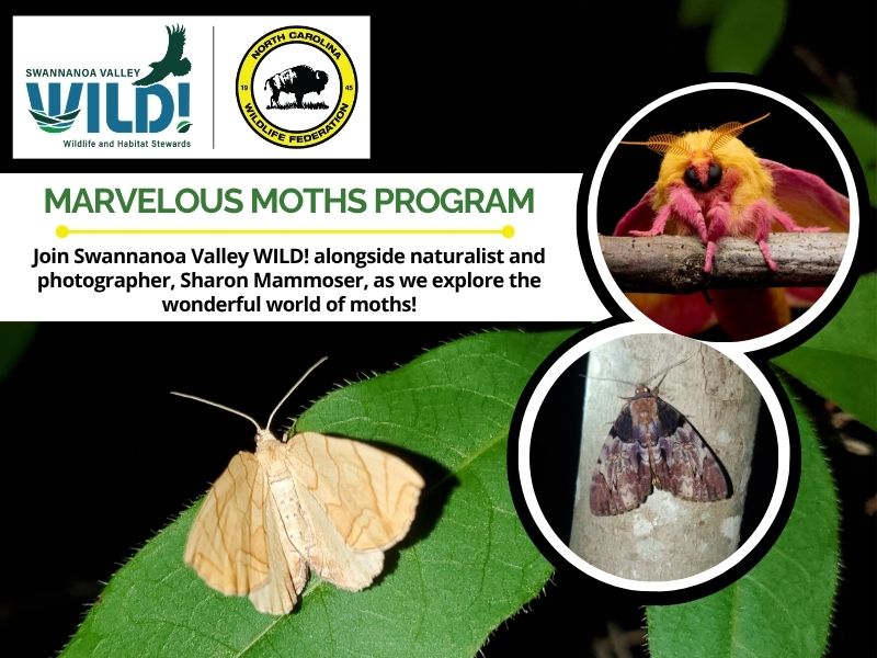 mothnight