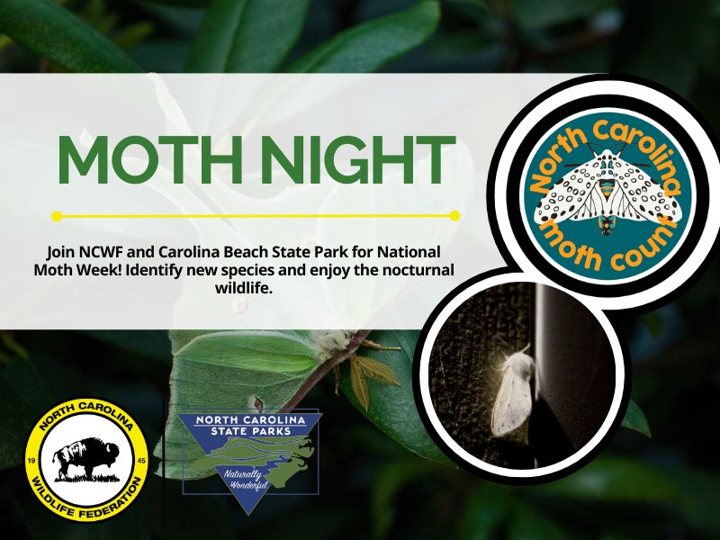 mothnightCBSP mothnightCBSP
