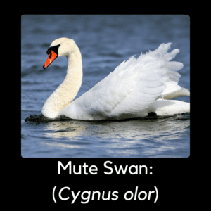 Mute swan - invasive/non-native bird in North Carolina