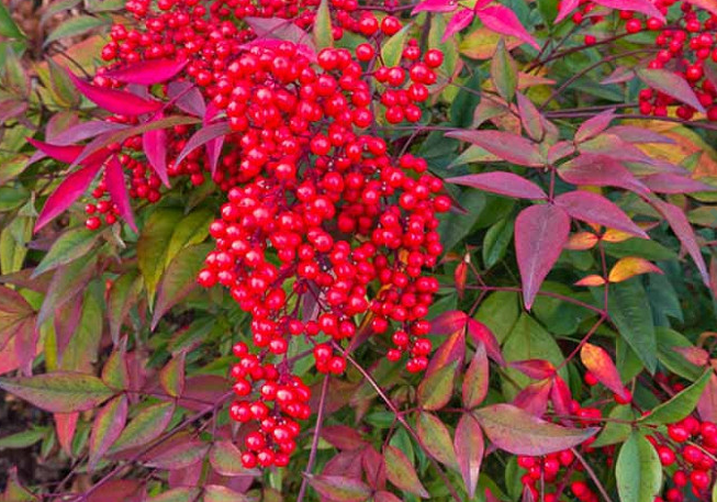 nandina nandina