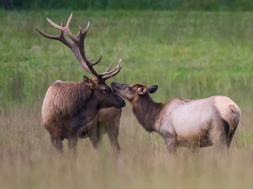 North Carolina Elk
