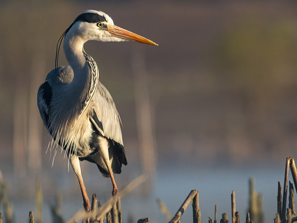 North Carolina Heron