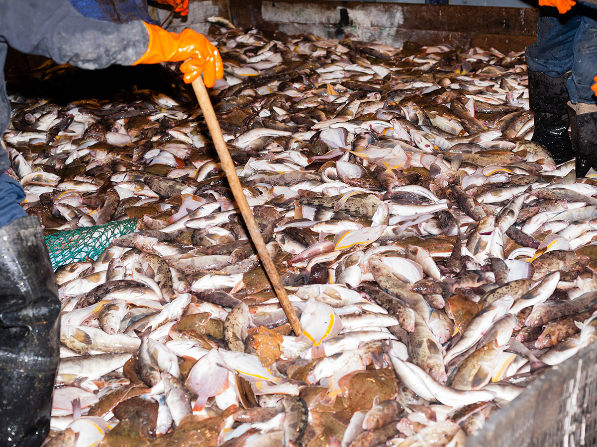 North Carolina Marine Fisheries