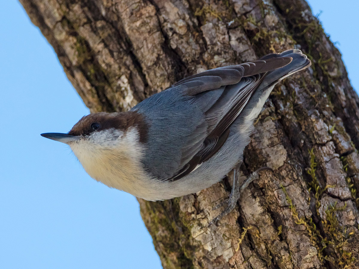 North Carolina Migratory Birds