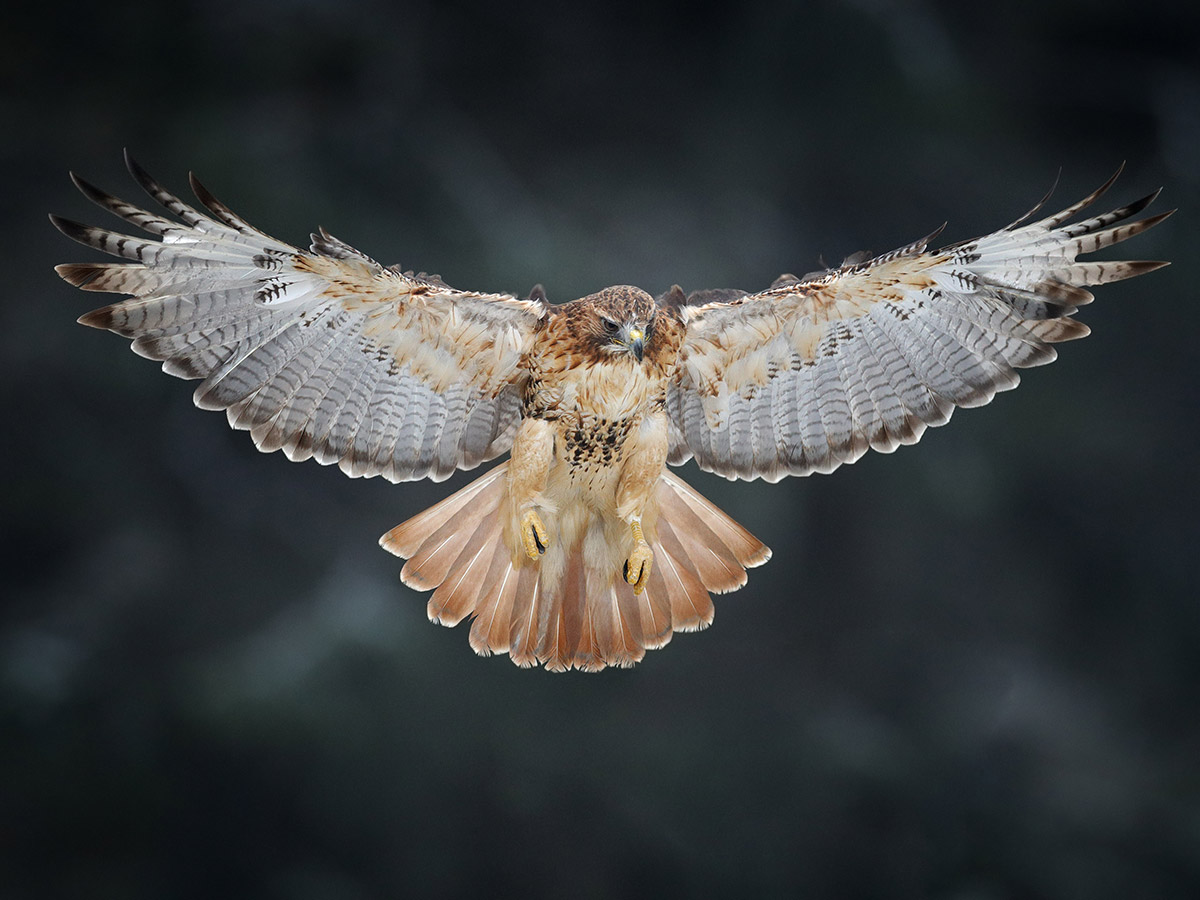 North Carolina Migratory Birds