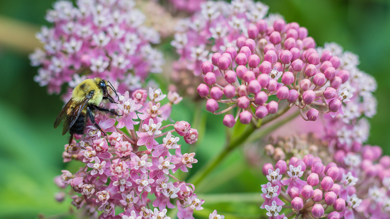 pollinator garden planner nc