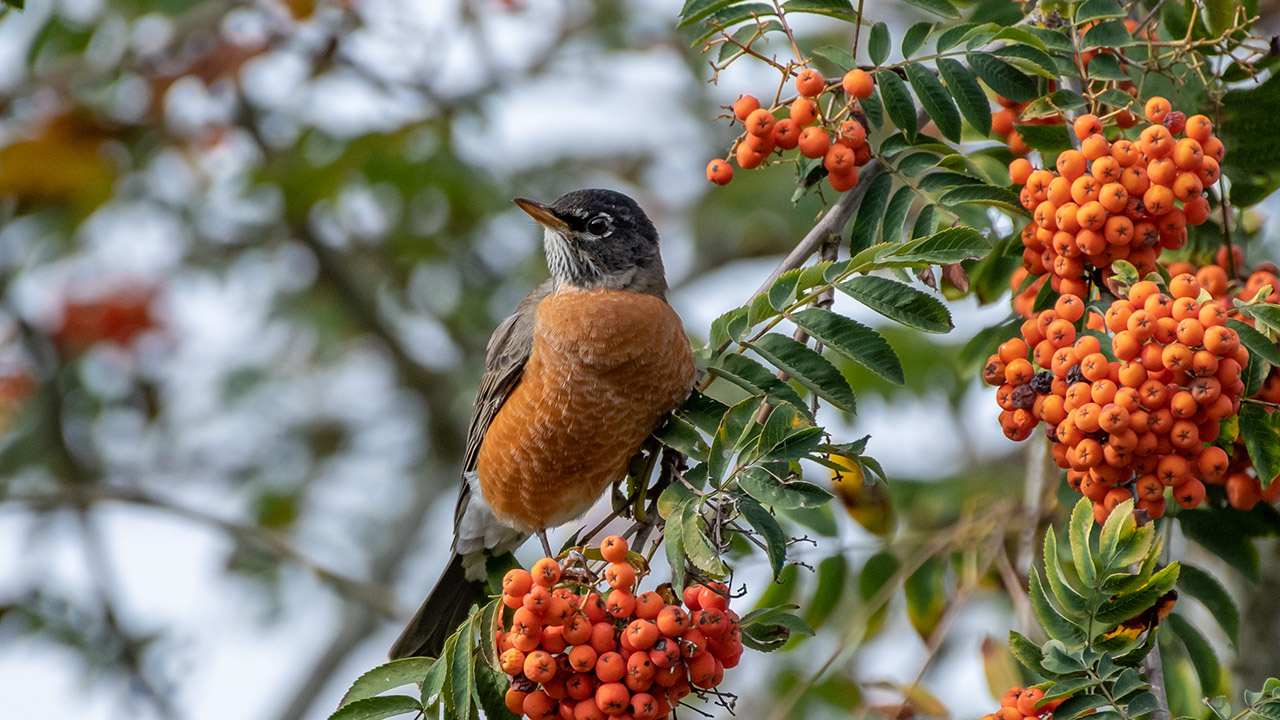 South Carolina Native Plant Society - In South Carolina, some of our keystone  species include native oaks and native cherries. These native plants are  host to many types of caterpillars that nourish