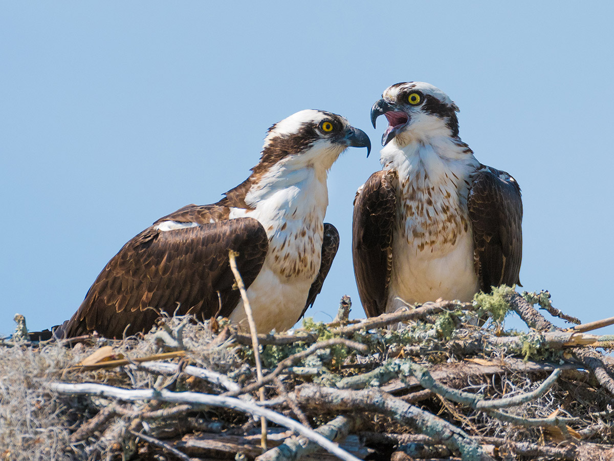 Five Home Sites Available at Osprey Watch on Bethany's Salt Pond | Cape  Gazette