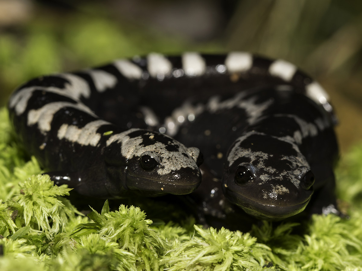 Marbled Salamander