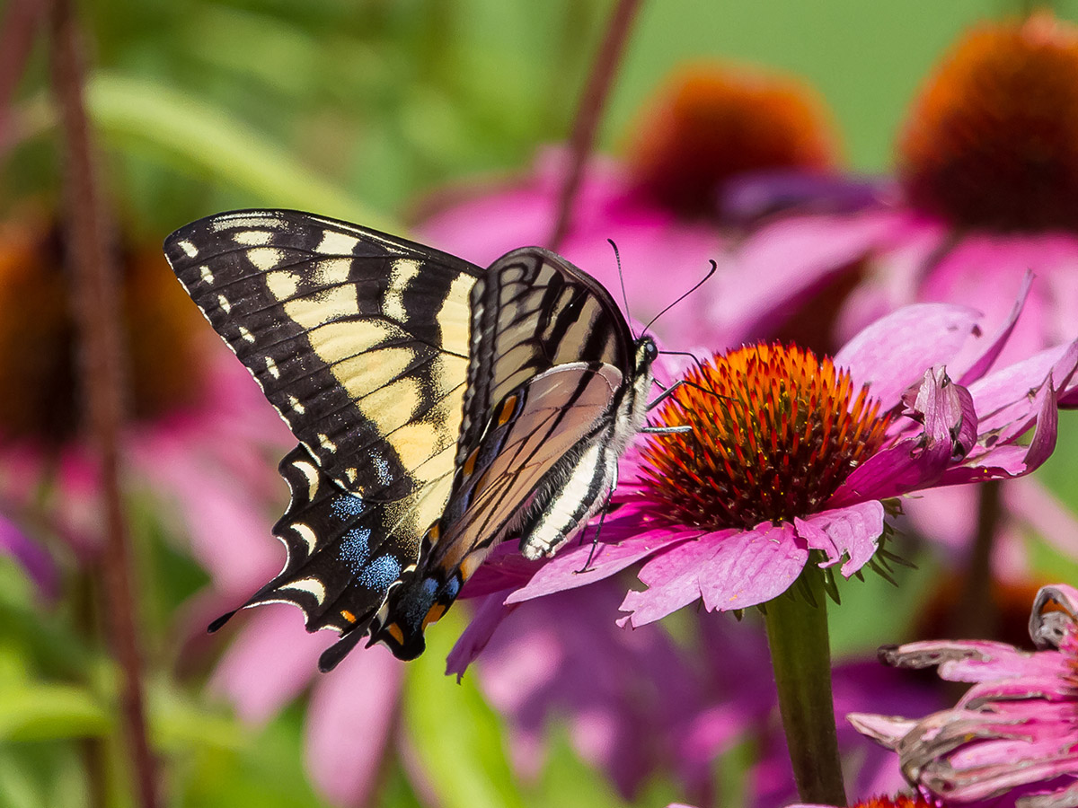 North Carolina Pollinators