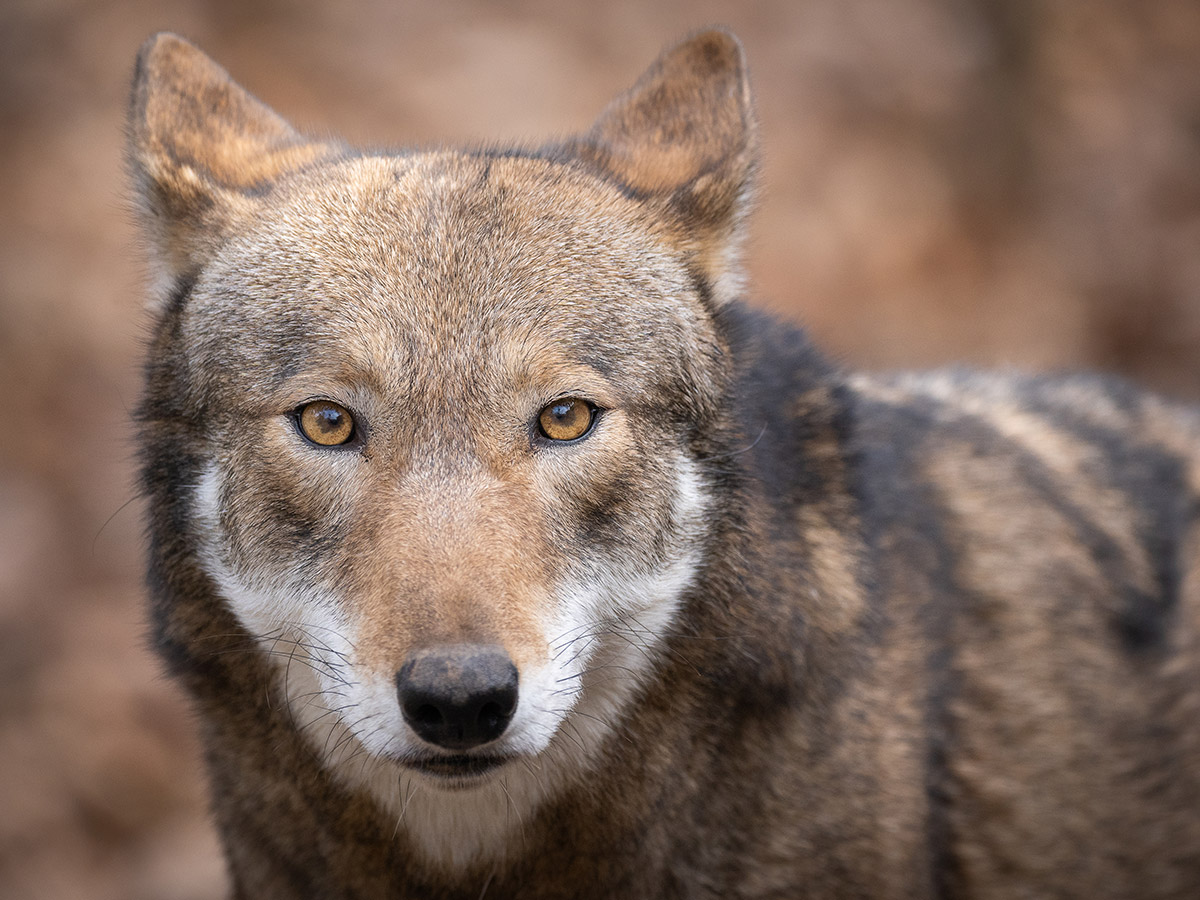 North Carolina Red Wolf