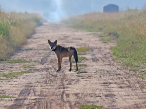 North Carolina Red Wolf