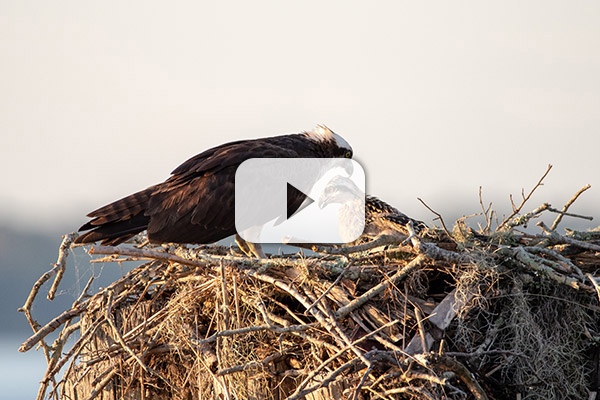 NCWF Osprey Nest Cam