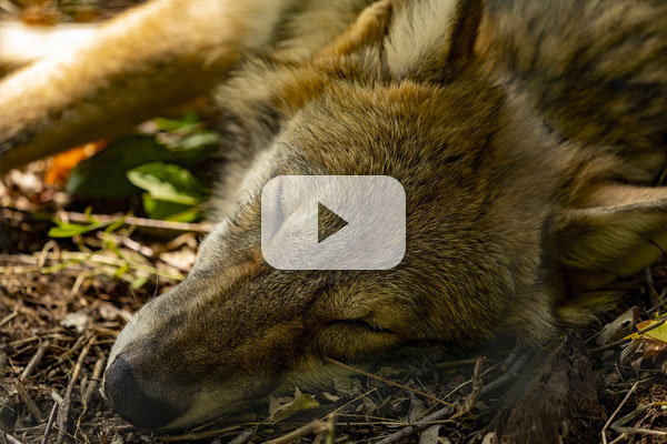 Watch the Red Wolf Den Cam
