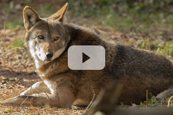 Watch the Red Wolf Cam
