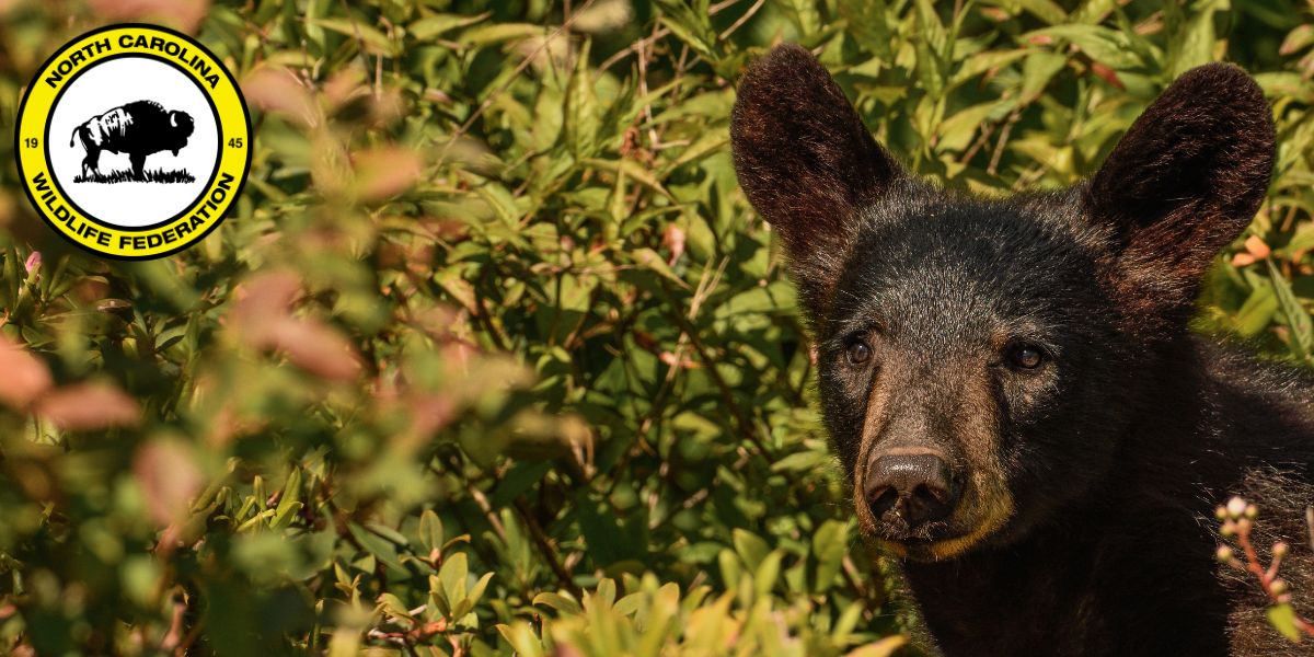 next in the field Photo: Black bear cub (Ursus americanus) by Romulus Stanek, NCWF Photo Contest Submission