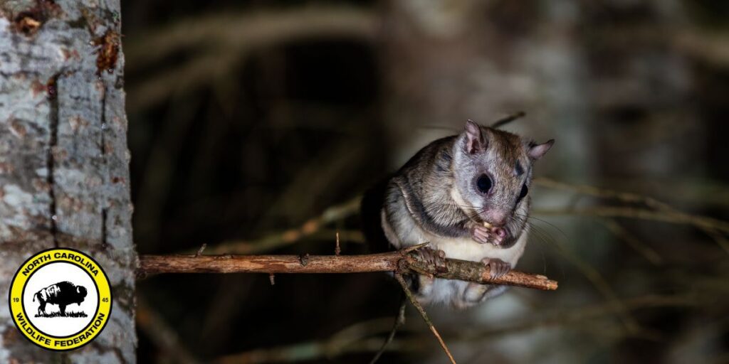 Carolina Northern flying squirrel (Glaucomys sabrinus coloratus)
