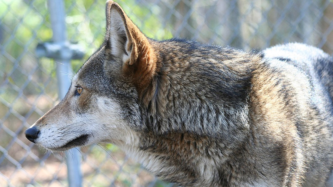 North Carolina Red Wolf