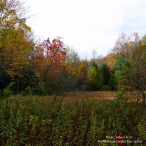 An image of old field or early successional habitat, a prevalent ecoytype in the Piedmont region